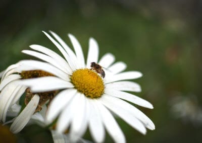 Wildlife-at-York-House-Bee
