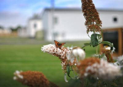 Wildlife-at-York-House-Butterfly