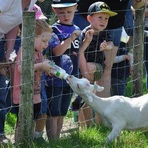 Things to do in North Yorkshire Bottle Feeding at Monk Park Farm