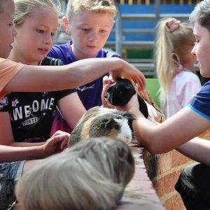 Things to do in North Yorkshire Guinea Pigs at Monk Park Farm