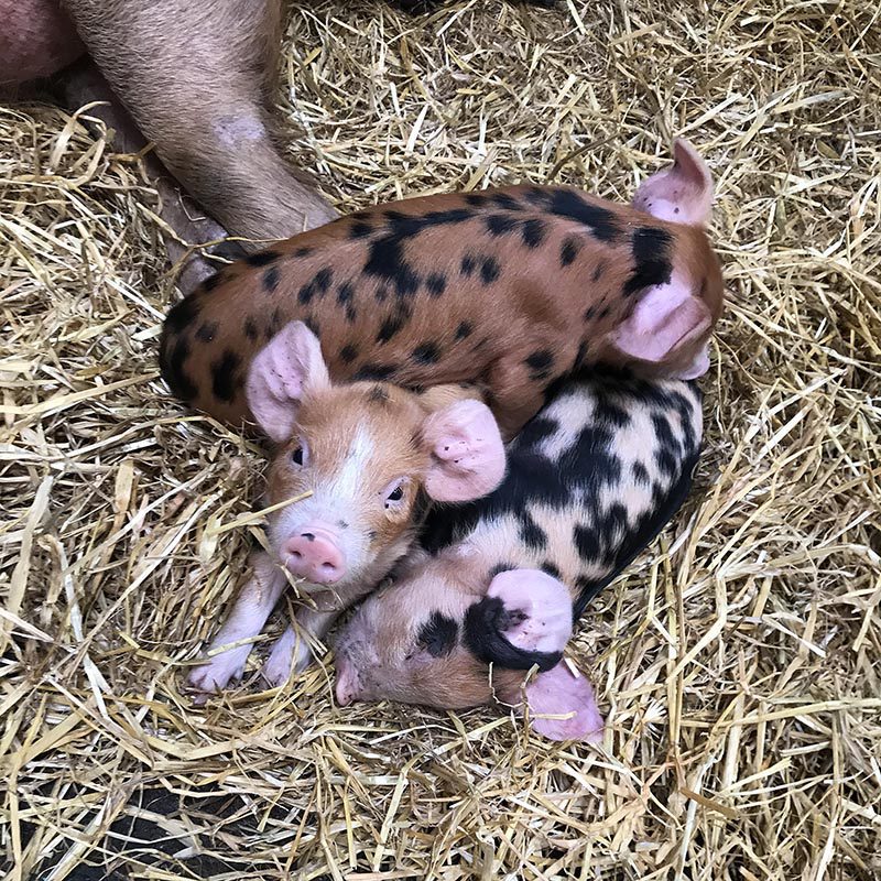 Things to do in North Yorkshire Meet the New Piglets at Monk Park Farm