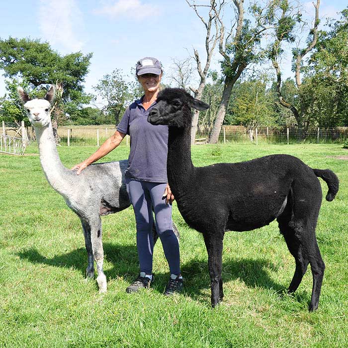 Things to do in North Yorkshire Meet Llamas and Alpacas at Monk Park Farm