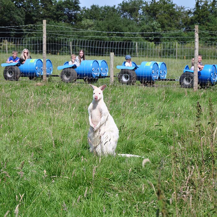 Things to do in North Yorkshire Meet the Wallabies at Monk Park Farm