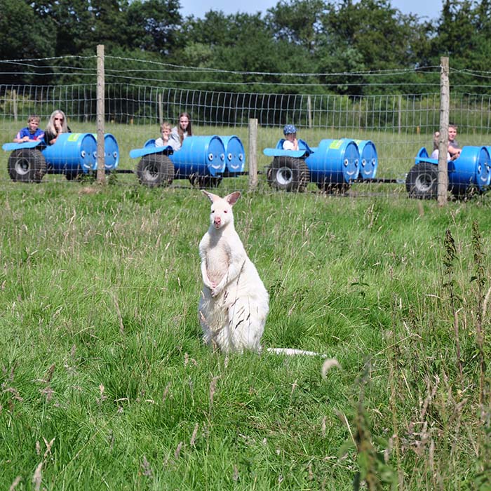 Things to do in North Yorkshire Meet the Wallabies at Monk Park Farm Things to do in North Yorkshire Meet the Wallabies at Monk Park Farm